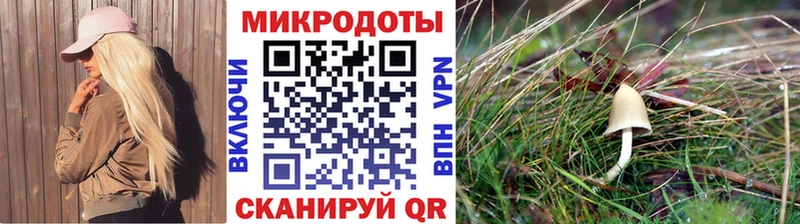 Псилоцибиновые грибы Cubensis  Аргун 